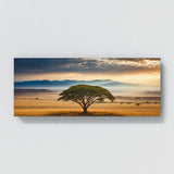 Acacia Tree Majestic Tree Vista 81
