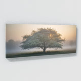 Dogwood Tree Foggy Dawn 74