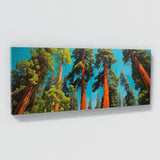 Sequoia Tree Vivid Burst 58