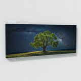 Elm Tree Celestial 69