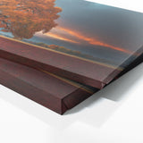 Elm Tree Fiery Blaze 74
