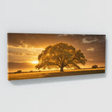 Elm Tree Golden Glow 72