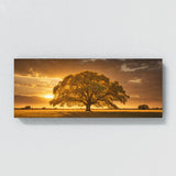 Elm Tree Golden Glow 72