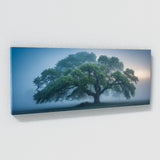 Elm Tree Misty Dawn 68