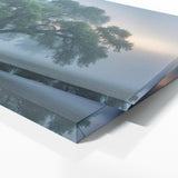 Elm Tree Misty Dawn 68