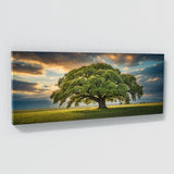 Elm Tree Odyssey 64