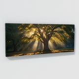 Elm Tree Sunbeams Magic 76