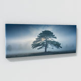 Cedar Tree Mystical Dawn 65