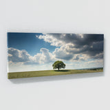 Sycamore Tree Solitary Sky 79