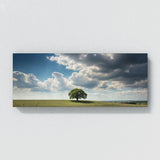 Sycamore Tree Solitary Sky 79