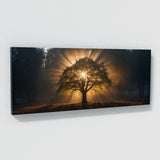 Sycamore Tree Sunlit Halo 75