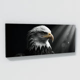 Bald Eagle Gaze 77