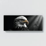 Bald Eagle Gaze 77