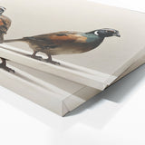 Quail Shadow Dance 88