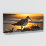 Sandpiper Radiant Morning Light 75