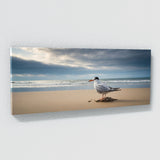 Tern Solitary Shores 71