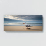 Tern Solitary Shores 71