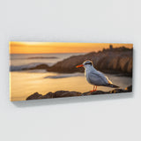 Tern Sunset 64