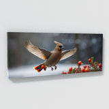 Waxwing Winged Grace 68
