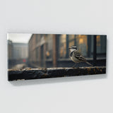 Wagtail City Contrast 72