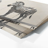Zebra Striking Minimalism 119