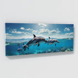 Dolphin Odyssey 109