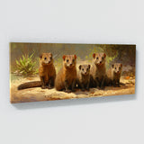 Mongoose Serene Clan 6