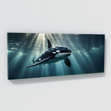Orca Radiance 66