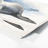 Sea Lion Blue Sea Grace 51