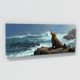 Sea Lion Contemplative Coastline 24
