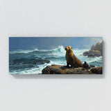 Sea Lion Contemplative Coastline 24