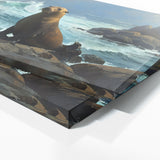 Sea Lion Contemplative Coastline 24