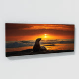 Sea Lion Sunset 98