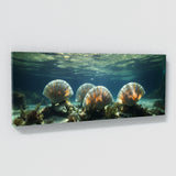Scallop Oceanic Elegance 66
