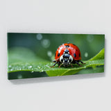 Ladybug Leafy Raindrop Voyage 73