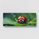 Ladybug Leafy Raindrop Voyage 73