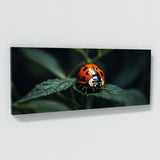 Ladybug Secret 75