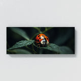 Ladybug Secret 75