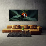 Ladybug Secret 75