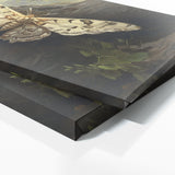 Moth Woodland 20
