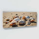 Seashell Journey 81
