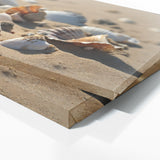 Seashell Journey 81