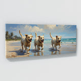 Dog Canine Coast Playtime 50