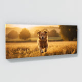 Dog Golden Chase 82