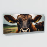 Cattle Bovine Gaze 71