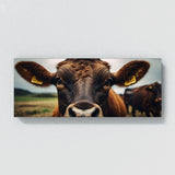 Cattle Bovine Gaze 71