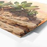 Succulent Desert Harmony 8