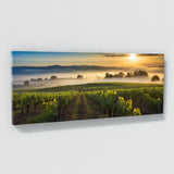 Countryside Morning Vineyard 82