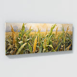 Corn Autumns Embrace 32