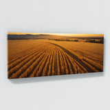 Corn Golden Harvest Vista 75